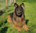 vom Trojangold, hodowla Owczarków Niemieckich Długowłosych