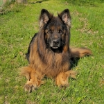 vom Trojangold, hodowla Owczarków Niemieckich Długowłosych