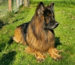 vom Trojangold, hodowla Owczarków Niemieckich Długowłosych