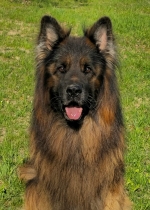 vom Trojangold, hodowla Owczarków Niemieckich Długowłosych