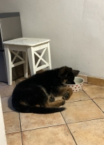 vom Trojangold, hodowla Owczarków Niemieckich Długowłosych