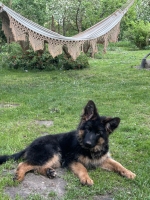 vom Trojangold, hodowla Owczarków Niemieckich Długowłosych