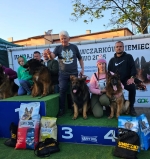 vom Trojangold, hodowla Owczarków Niemieckich Długowłosych