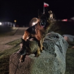 vom Trojangold, hodowla Owczarków Niemieckich Długowłosych