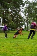 vom Trojangold, hodowla Owczarków Niemieckich Długowłosych