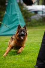 vom Trojangold, hodowla Owczarków Niemieckich Długowłosych