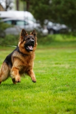 vom Trojangold, hodowla Owczarków Niemieckich Długowłosych