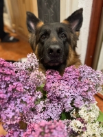 vom Trojangold, hodowla Owczarków Niemieckich Długowłosych