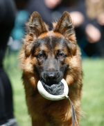 vom Trojangold, hodowla Owczarków Niemieckich Długowłosych