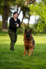 vom Trojangold, hodowla Owczarków Niemieckich Długowłosych