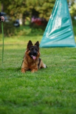 vom Trojangold, hodowla Owczarków Niemieckich Długowłosych