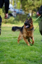 vom Trojangold, hodowla Owczarków Niemieckich Długowłosych