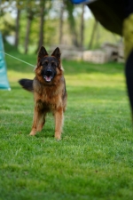 vom Trojangold, hodowla Owczarków Niemieckich Długowłosych