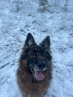 vom Trojangold, hodowla Owczarków Niemieckich Długowłosych