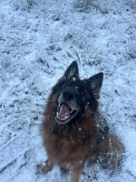 vom Trojangold, hodowla Owczarków Niemieckich Długowłosych