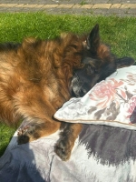 vom Trojangold, hodowla Owczarków Niemieckich Długowłosych