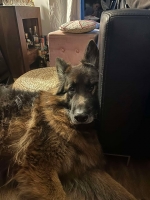 vom Trojangold, hodowla Owczarków Niemieckich Długowłosych