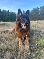 vom Trojangold, hodowla Owczarków Niemieckich Długowłosych