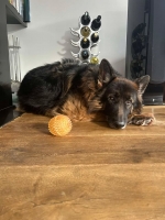 vom Trojangold, hodowla Owczarków Niemieckich Długowłosych