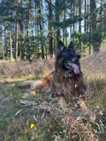 vom Trojangold, hodowla Owczarków Niemieckich Długowłosych