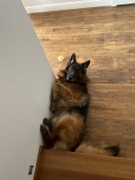 vom Trojangold, hodowla Owczarków Niemieckich Długowłosych