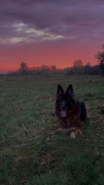 vom Trojangold, hodowla Owczarków Niemieckich Długowłosych