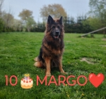 vom Trojangold, hodowla Owczarków Niemieckich Długowłosych