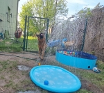 vom Trojangold, hodowla Owczarków Niemieckich Długowłosych