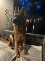 vom Trojangold, hodowla Owczarków Niemieckich Długowłosych