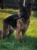 vom Trojangold, hodowla Owczarków Niemieckich Długowłosych