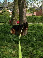 vom Trojangold, hodowla Owczarków Niemieckich Długowłosych