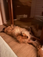 vom Trojangold, hodowla Owczarków Niemieckich Długowłosych