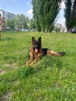 vom Trojangold, hodowla Owczarków Niemieckich Długowłosych