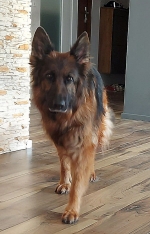 vom Trojangold, hodowla Owczarków Niemieckich Długowłosych