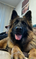 vom Trojangold, hodowla Owczarków Niemieckich Długowłosych