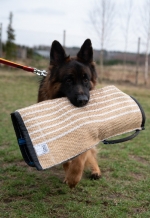 vom Trojangold, hodowla Owczarków Niemieckich Długowłosych