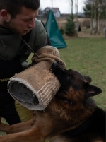vom Trojangold, hodowla Owczarków Niemieckich Długowłosych