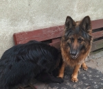 vom Trojangold, hodowla Owczarków Niemieckich Długowłosych