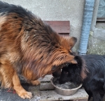 vom Trojangold, hodowla Owczarków Niemieckich Długowłosych