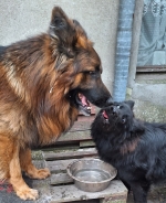 vom Trojangold, hodowla Owczarków Niemieckich Długowłosych