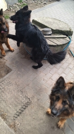 vom Trojangold, hodowla Owczarków Niemieckich Długowłosych