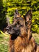 vom Trojangold, hodowla Owczarków Niemieckich Długowłosych