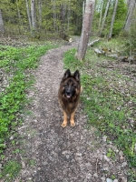 vom Trojangold, hodowla Owczarków Niemieckich Długowłosych