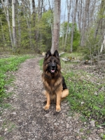 vom Trojangold, hodowla Owczarków Niemieckich Długowłosych