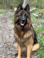 vom Trojangold, hodowla Owczarków Niemieckich Długowłosych