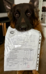 vom Trojangold, hodowla Owczarków Niemieckich Długowłosych