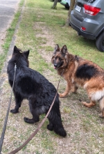 vom Trojangold, hodowla Owczarków Niemieckich Długowłosych