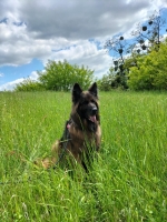 vom Trojangold, hodowla Owczarków Niemieckich Długowłosych