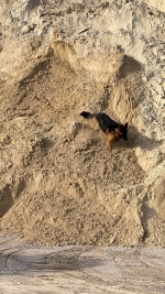 vom Trojangold, hodowla Owczarków Niemieckich Długowłosych