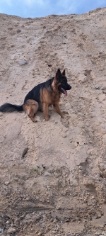 vom Trojangold, hodowla Owczarków Niemieckich Długowłosych